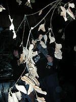Halloween 029