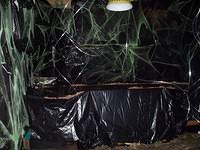 Halloween 099